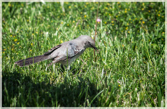 Image of Northern Mockingbird