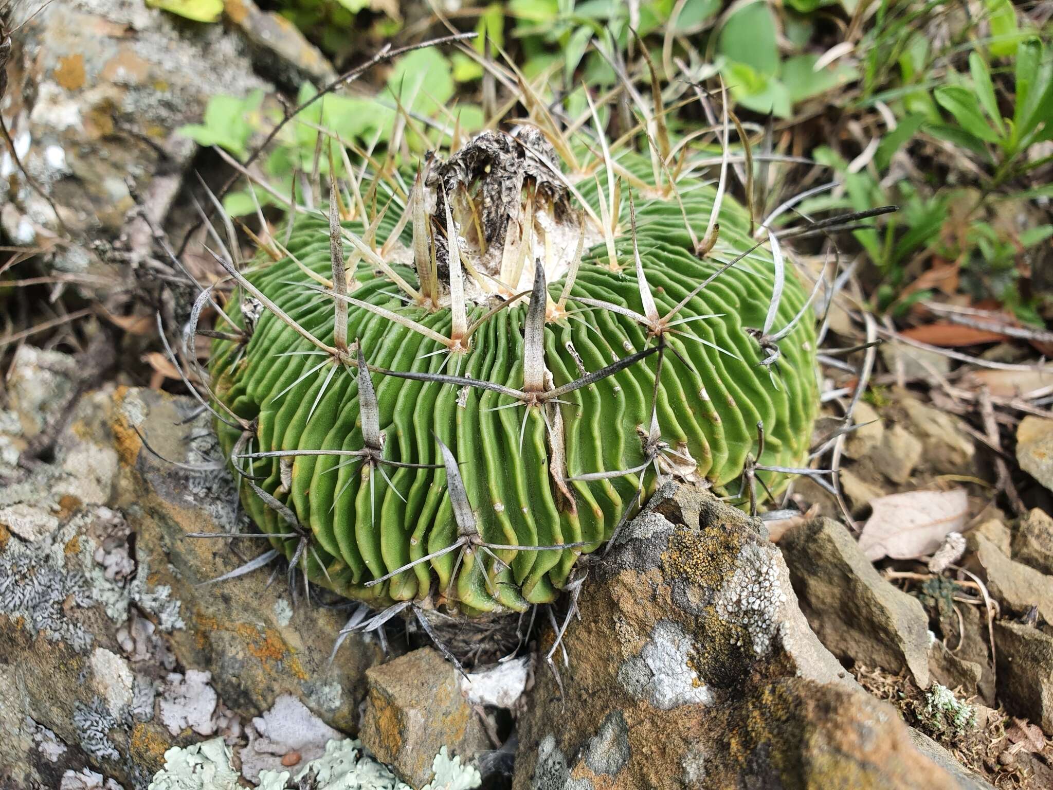 Image of <i>Echinofossulocactus multicostatus</i>