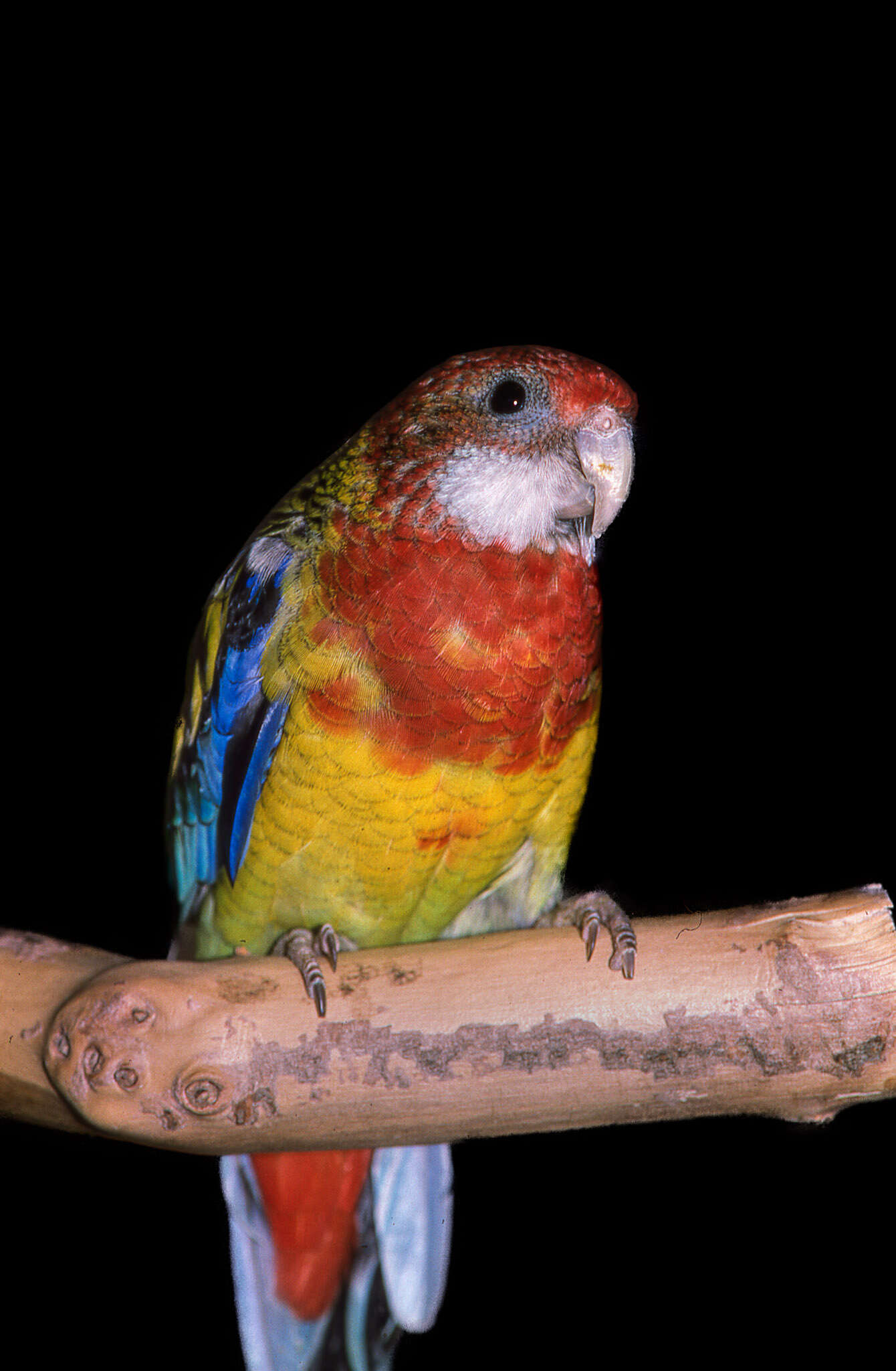 Image of Eastern Rosella