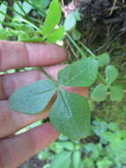 Image of Oxalis peduncularis Kunth