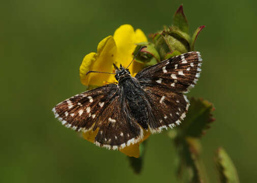 Imagem de Pyrgus malvae Linnaeus 1758