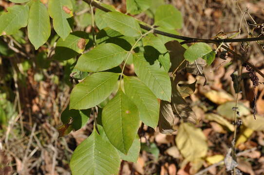 Image of Oregon Ash