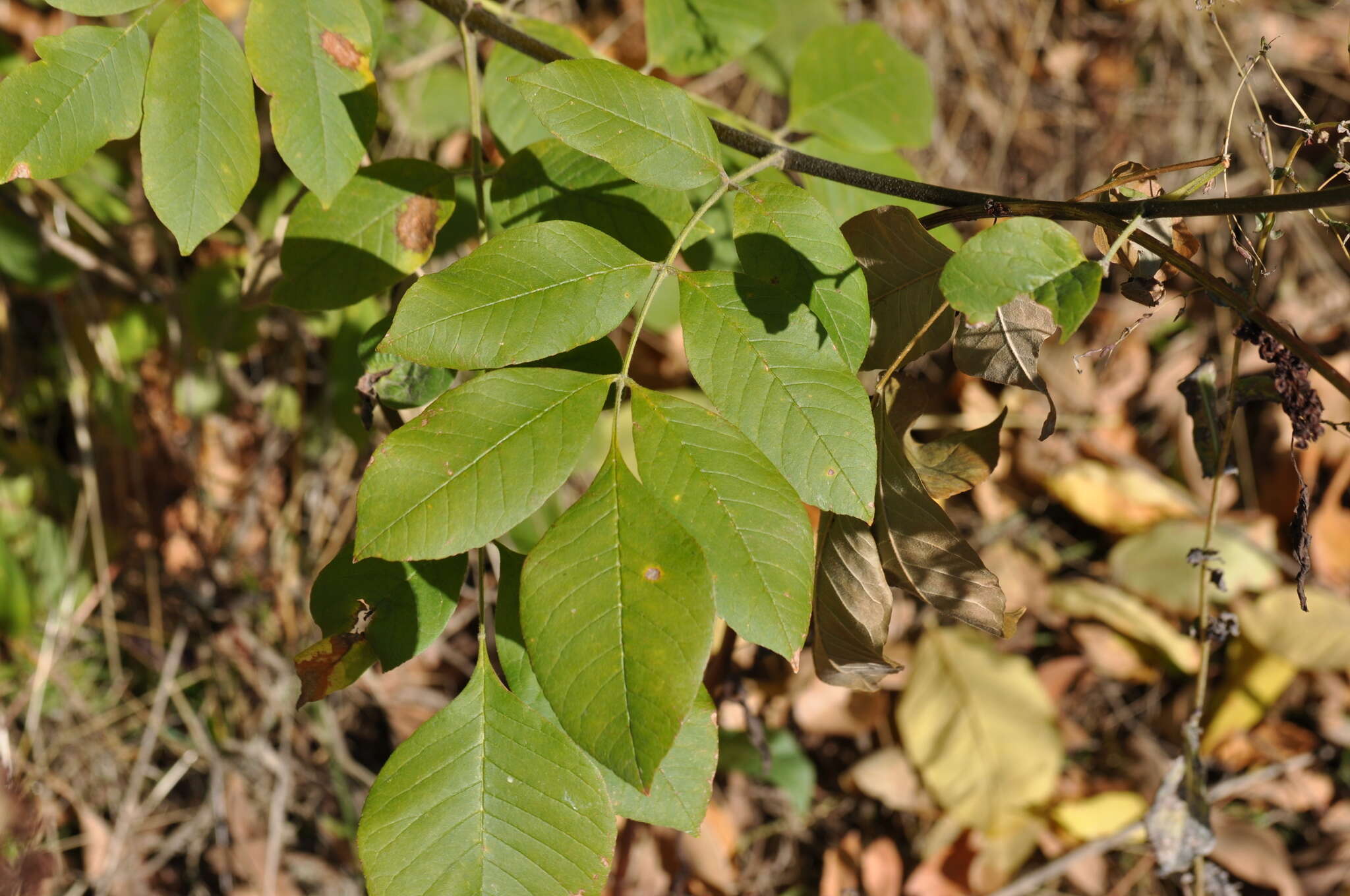 Слика од Fraxinus latifolia Benth.