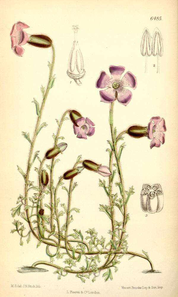 Image of Cyananthus