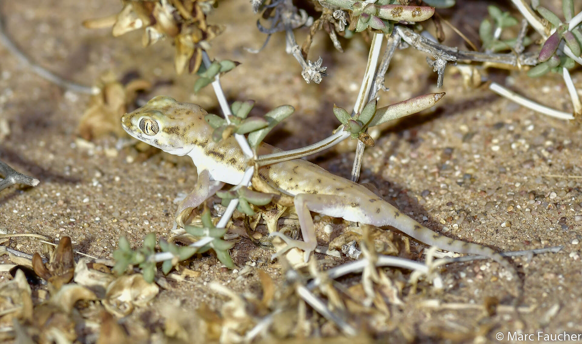 Image of Anderson's Short-fingered Gecko