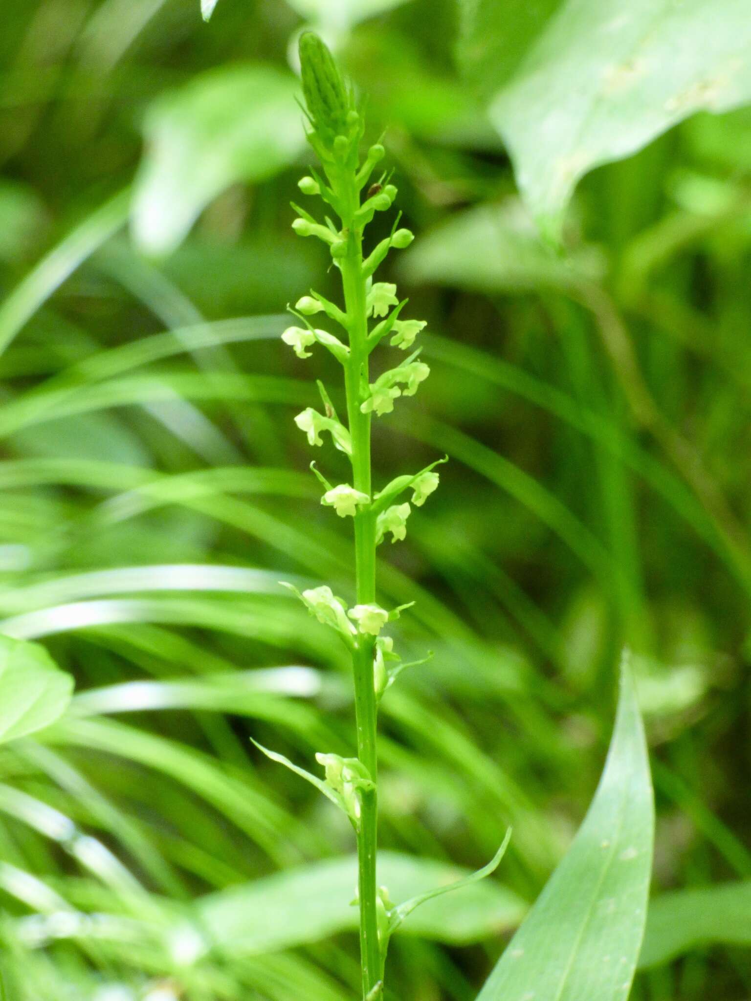 Image of palegreen orchid