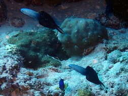 Image of Arrow dart-goby