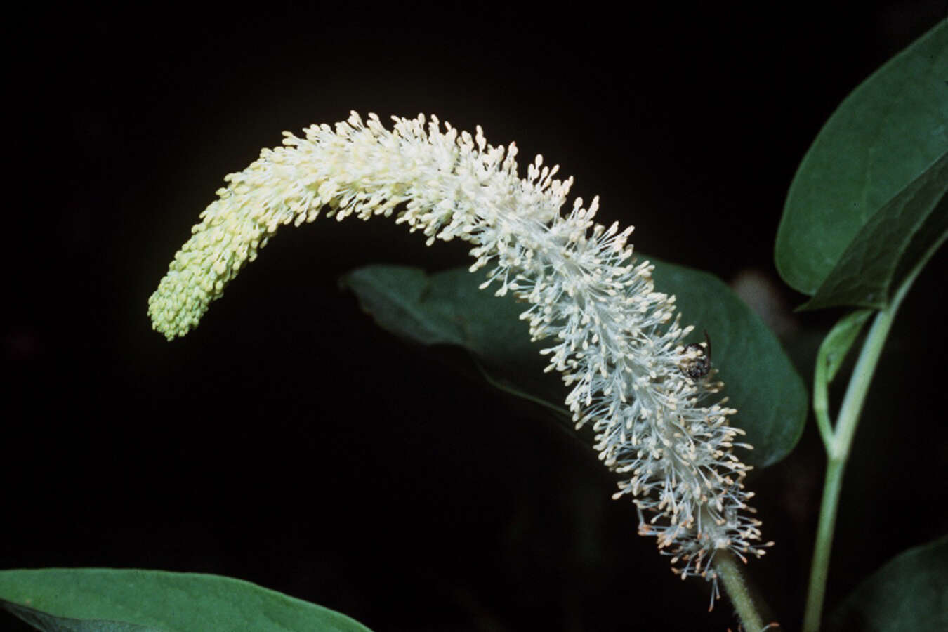 Image of lizard's-tail family