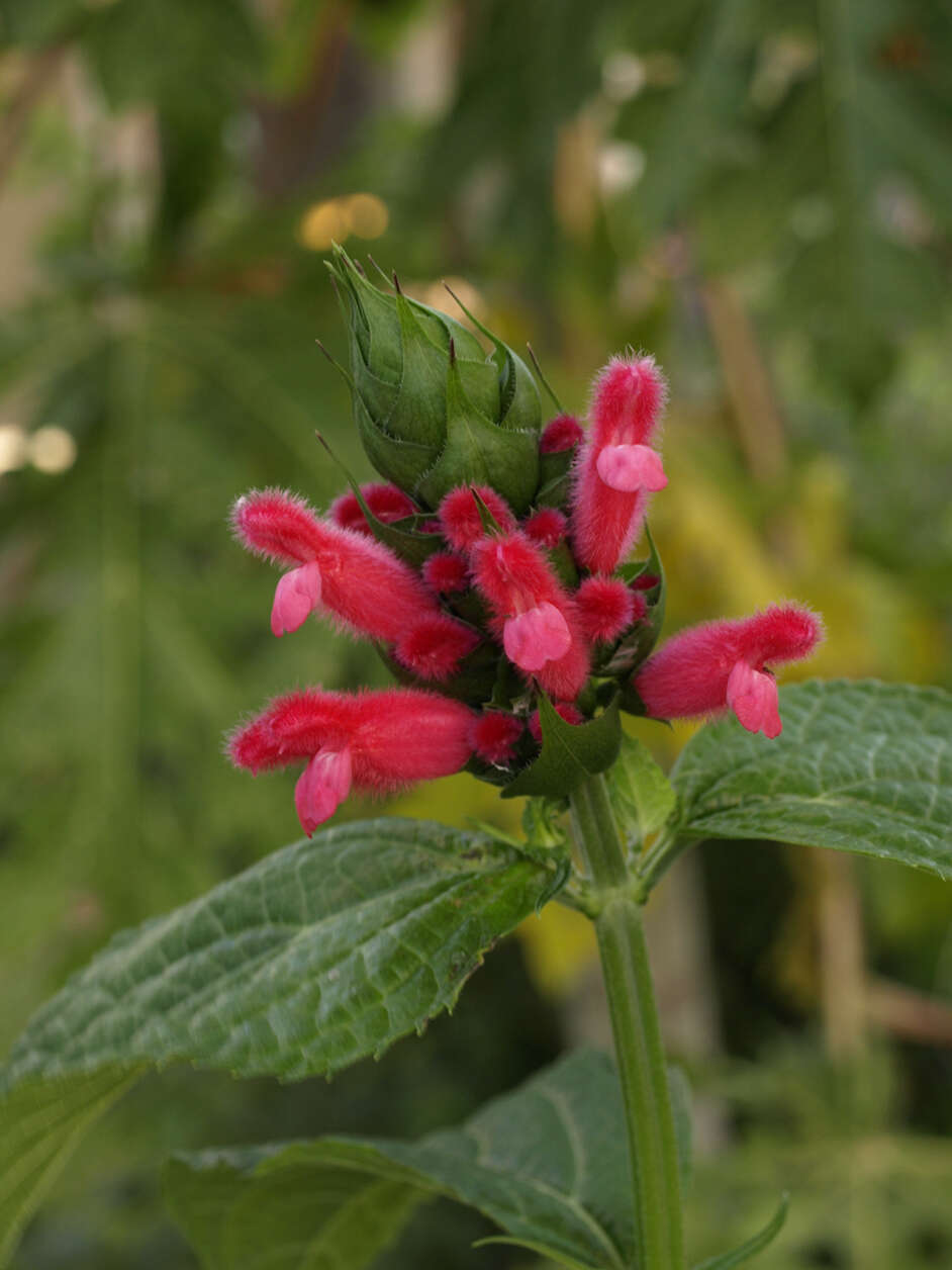 Image of Salvia oxyphora Briq.