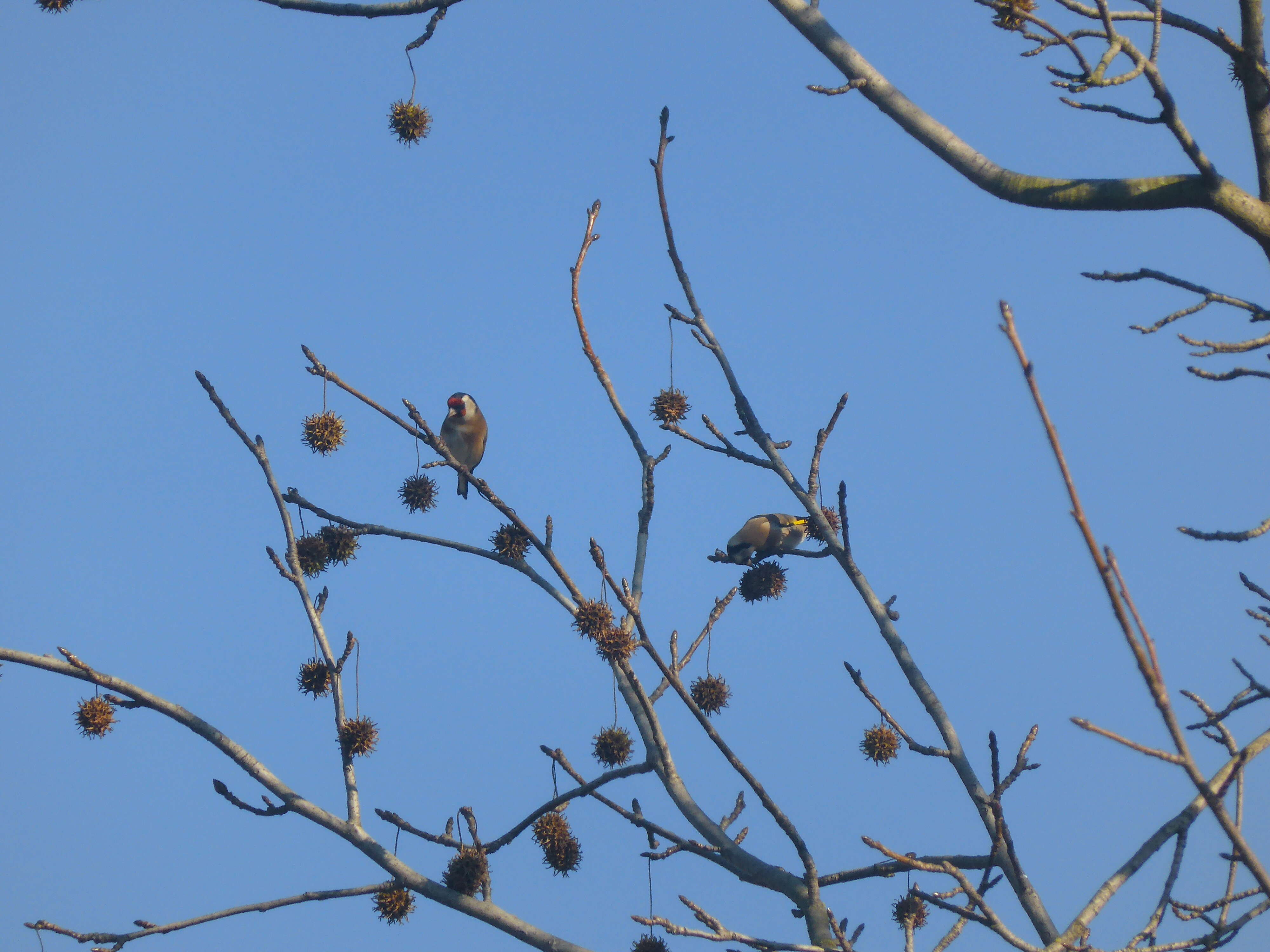 Image of European Goldfinch