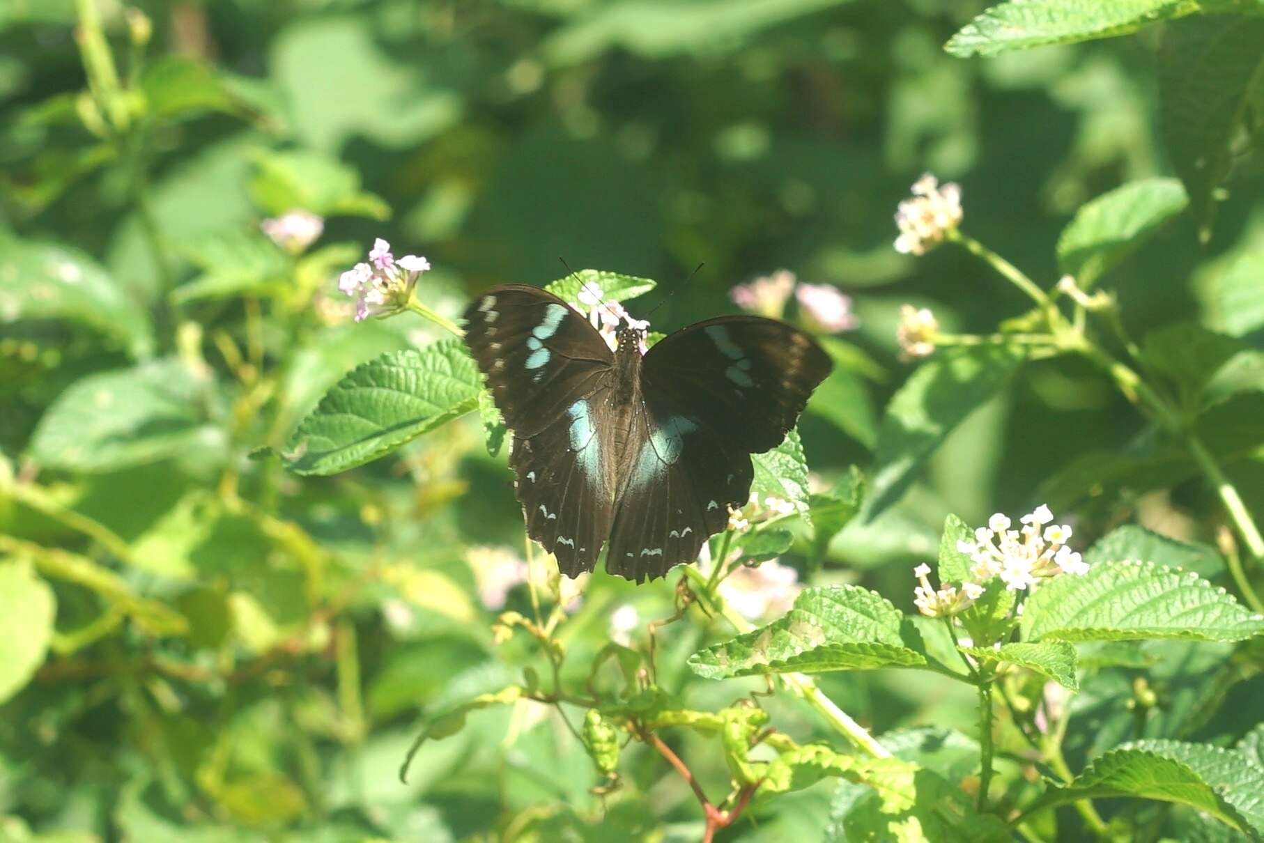 Image of Papilio manlius Fabricius 1798