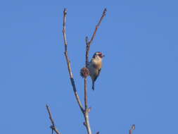 Image of European Goldfinch