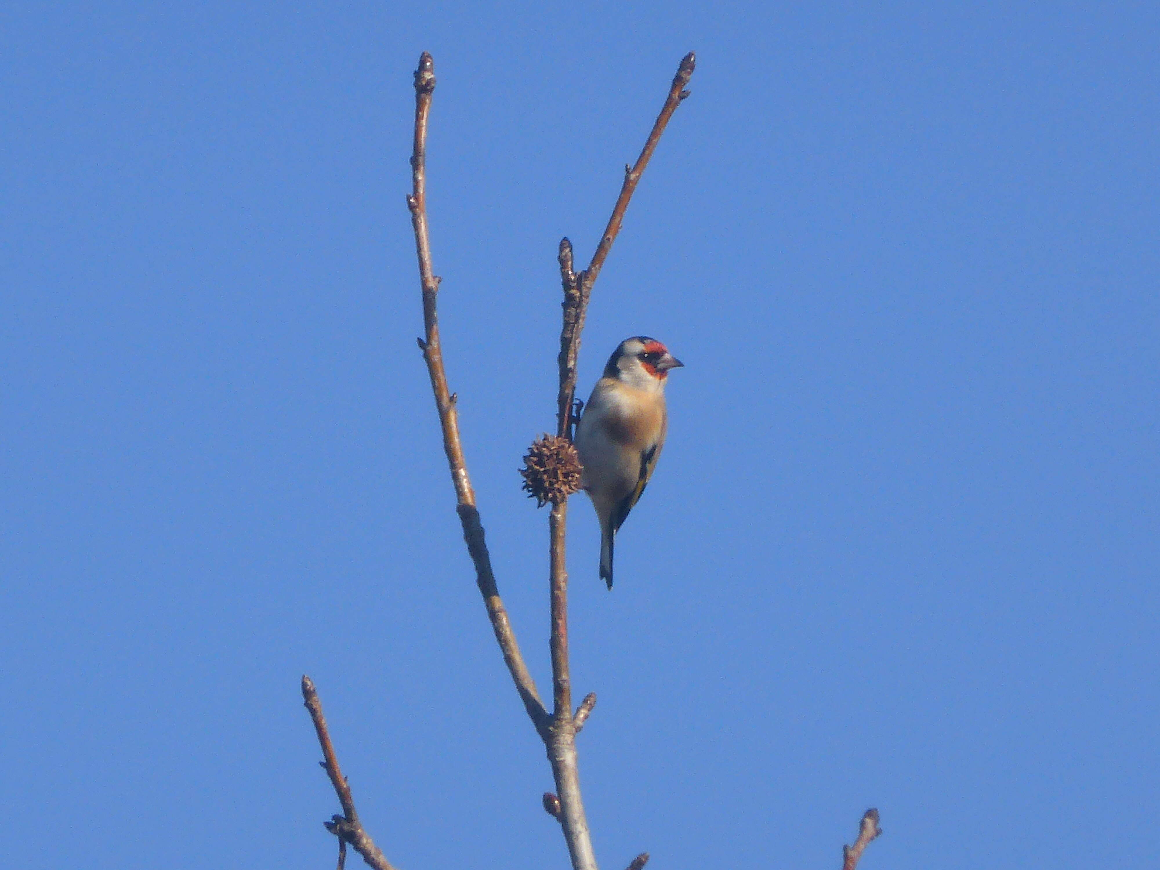 Image of European Goldfinch