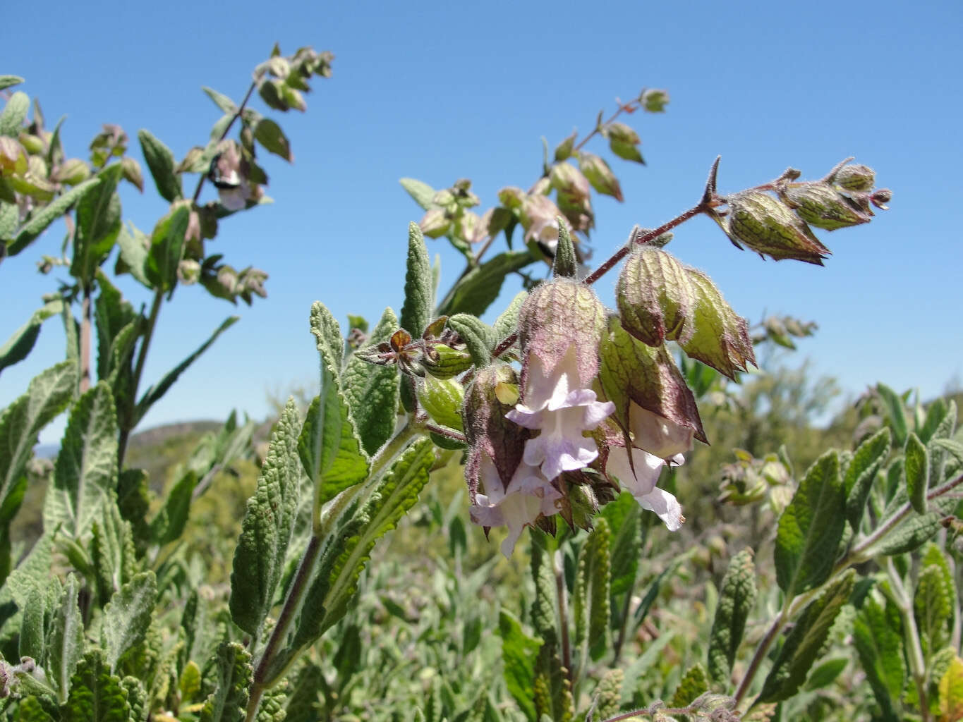 Image of woodbalm