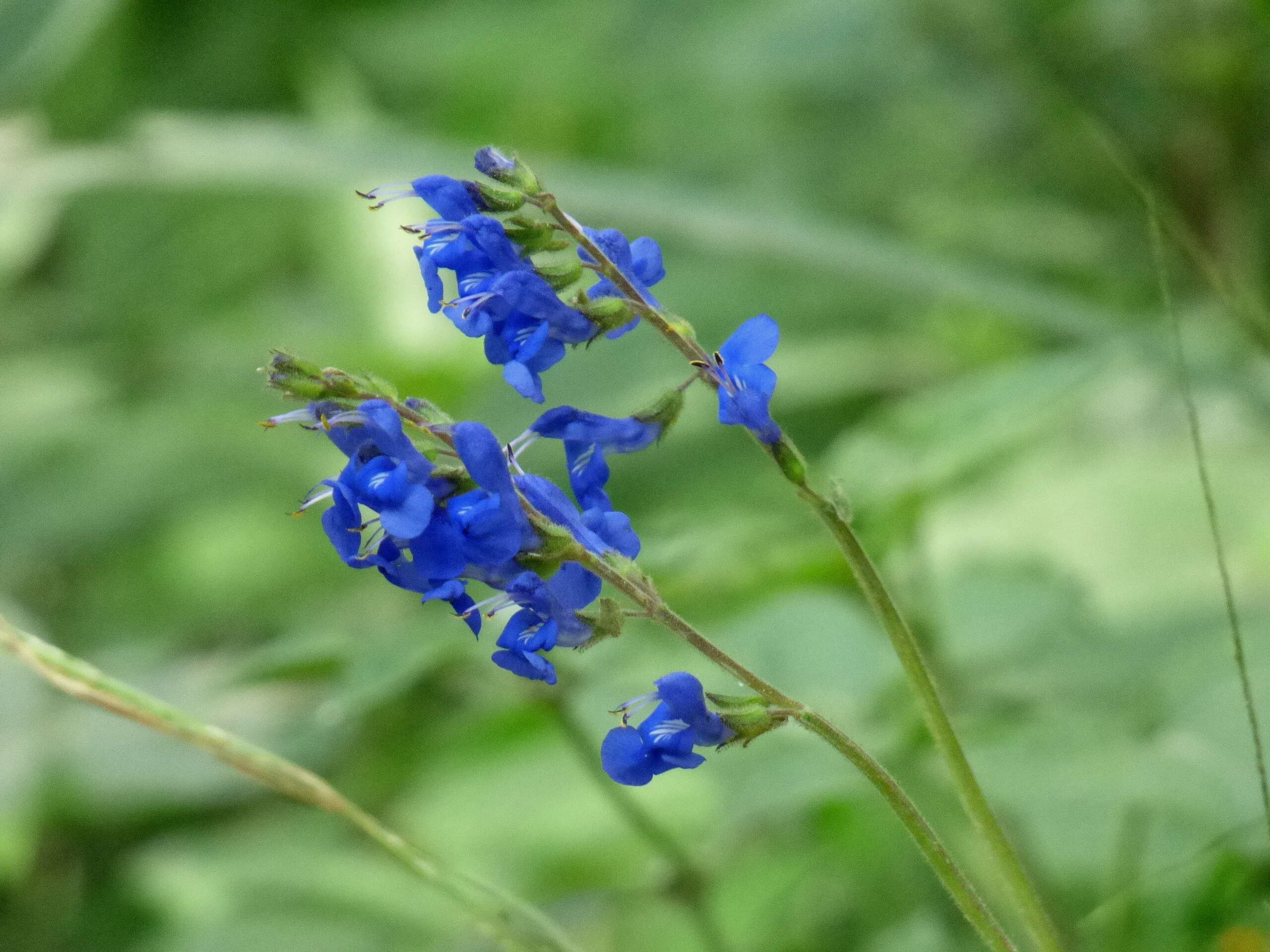 Salvia scutellarioides Kunth resmi