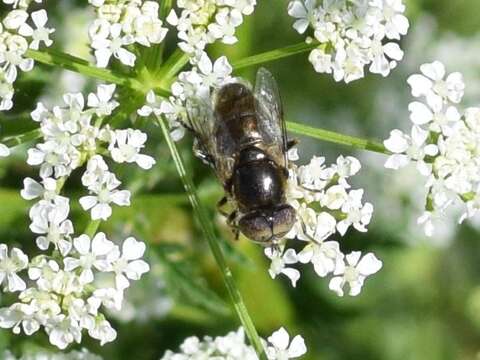 Image of Syrphid fly