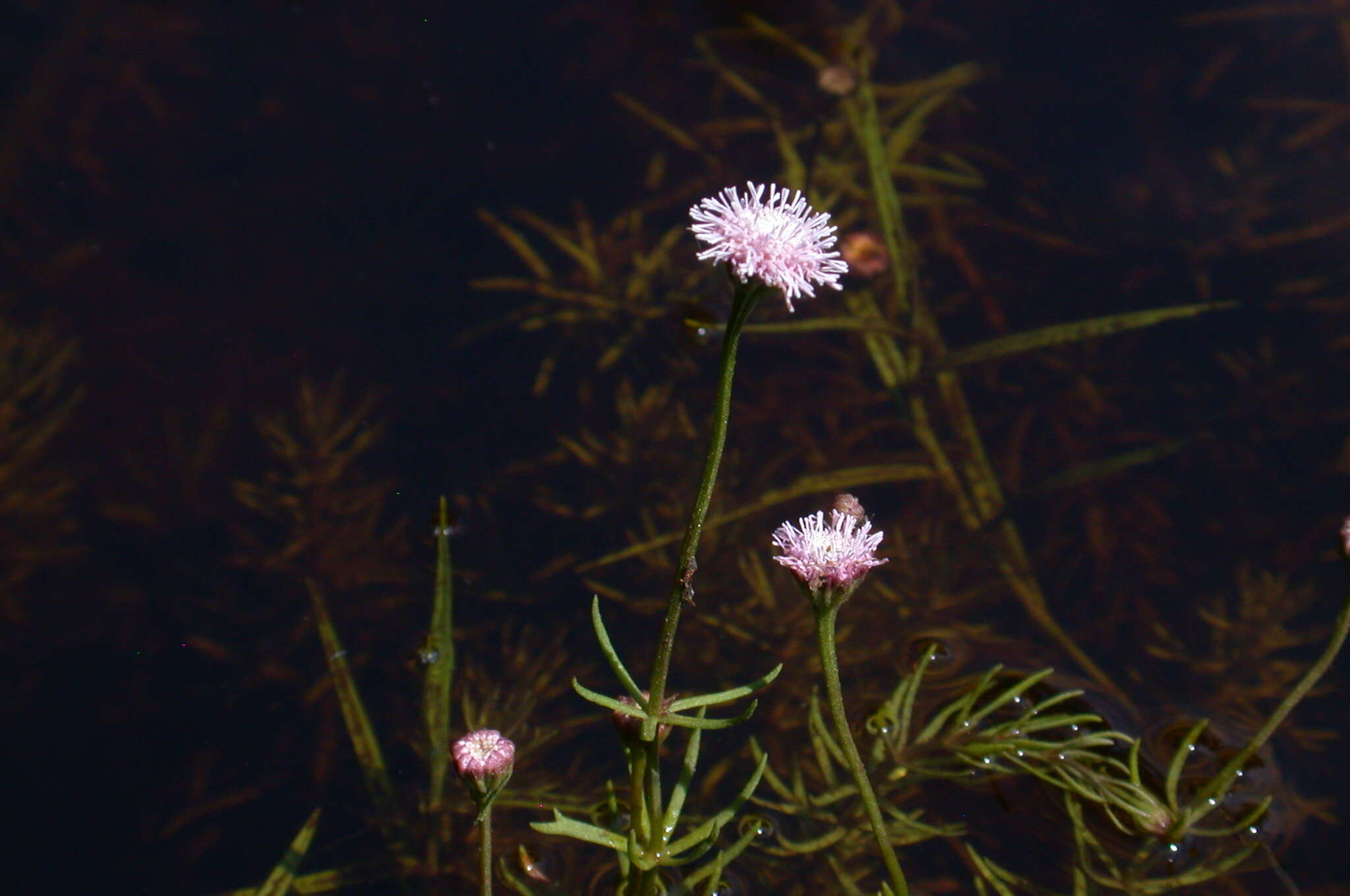 Image of Pink Bogbutton