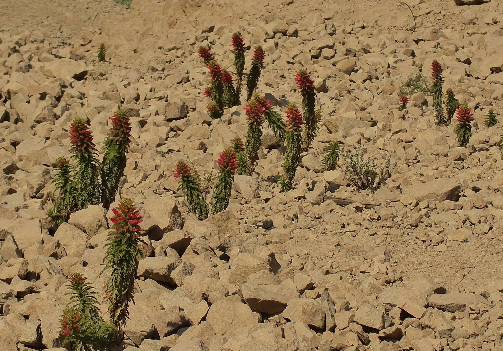 صورة Malesherbia tocopillana Ricardi