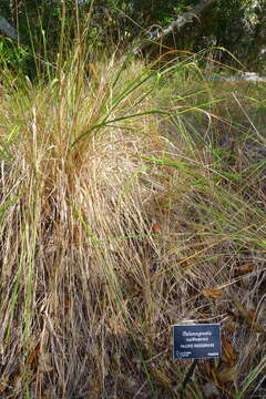 Image of Pacific reedgrass