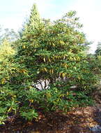 Image of Rhododendron aberconwayi Cowan