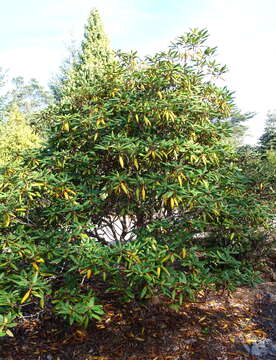 Image of Rhododendron aberconwayi Cowan