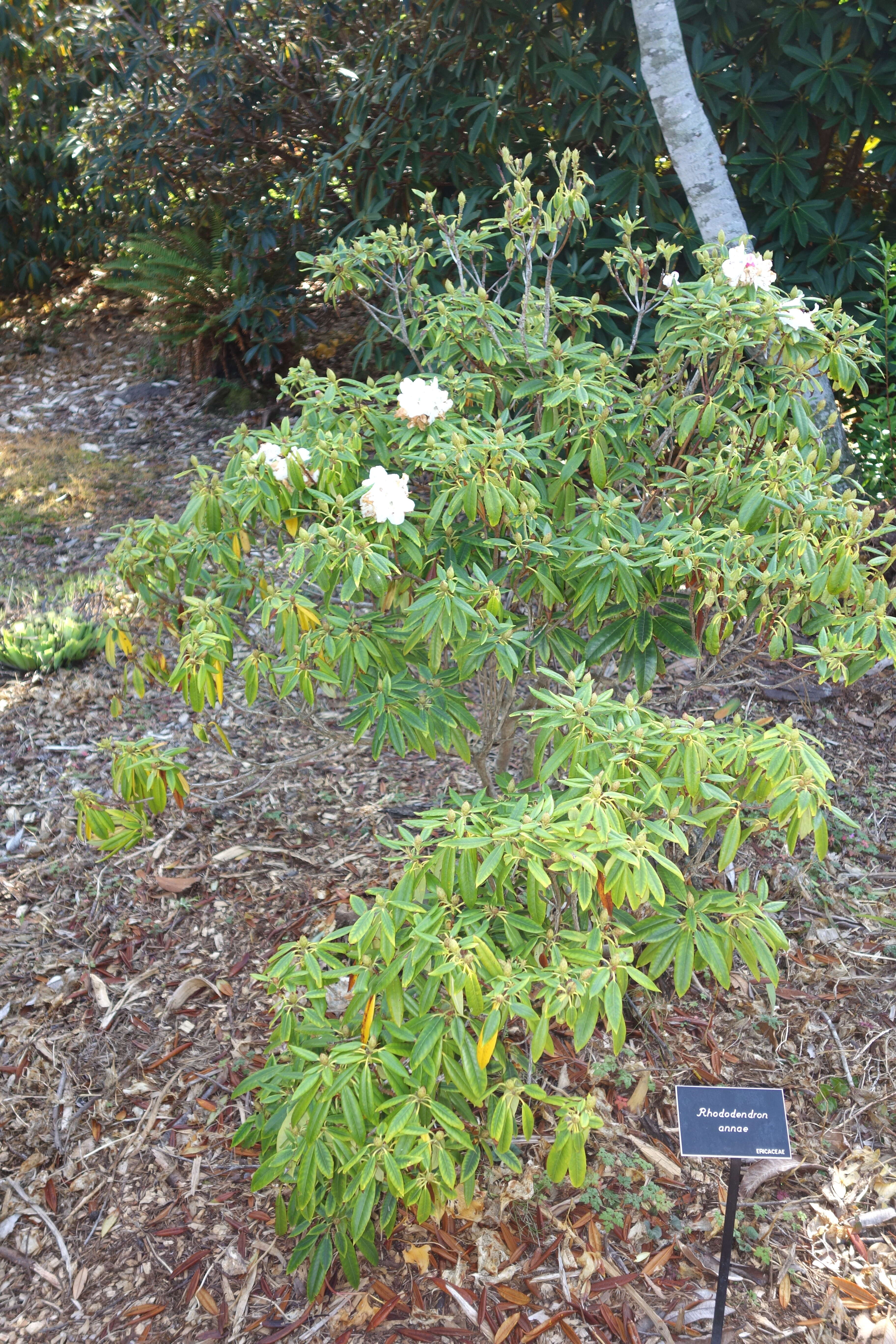 صورة Rhododendron annae Franch.