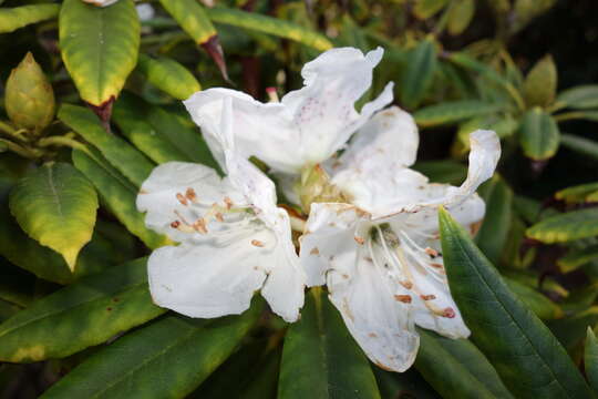 صورة Rhododendron annae Franch.