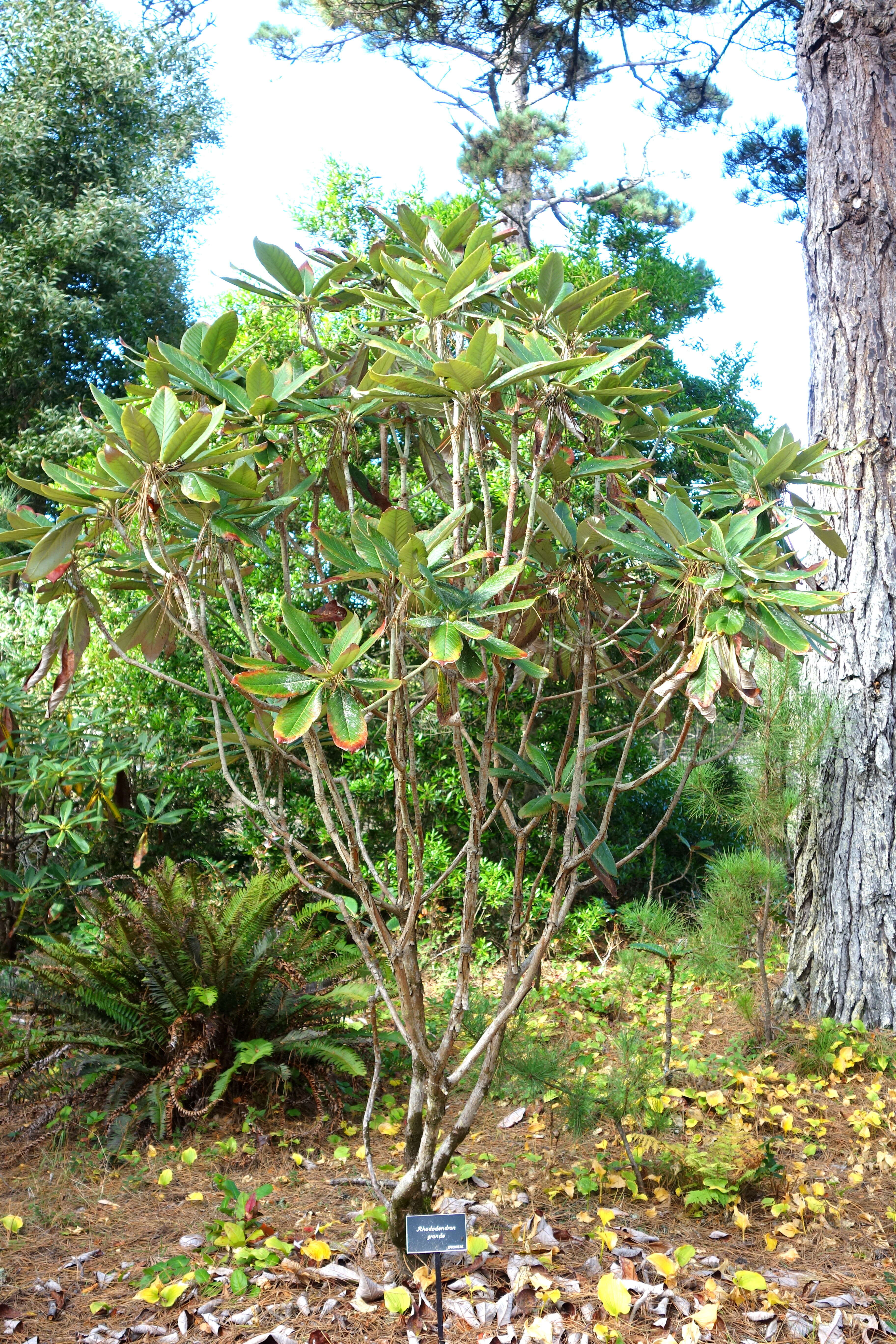 Image of Rhododendron grande Wight