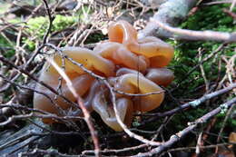 Image de Phaeotremella fimbriata (Pers.) Spirin & Malysheva