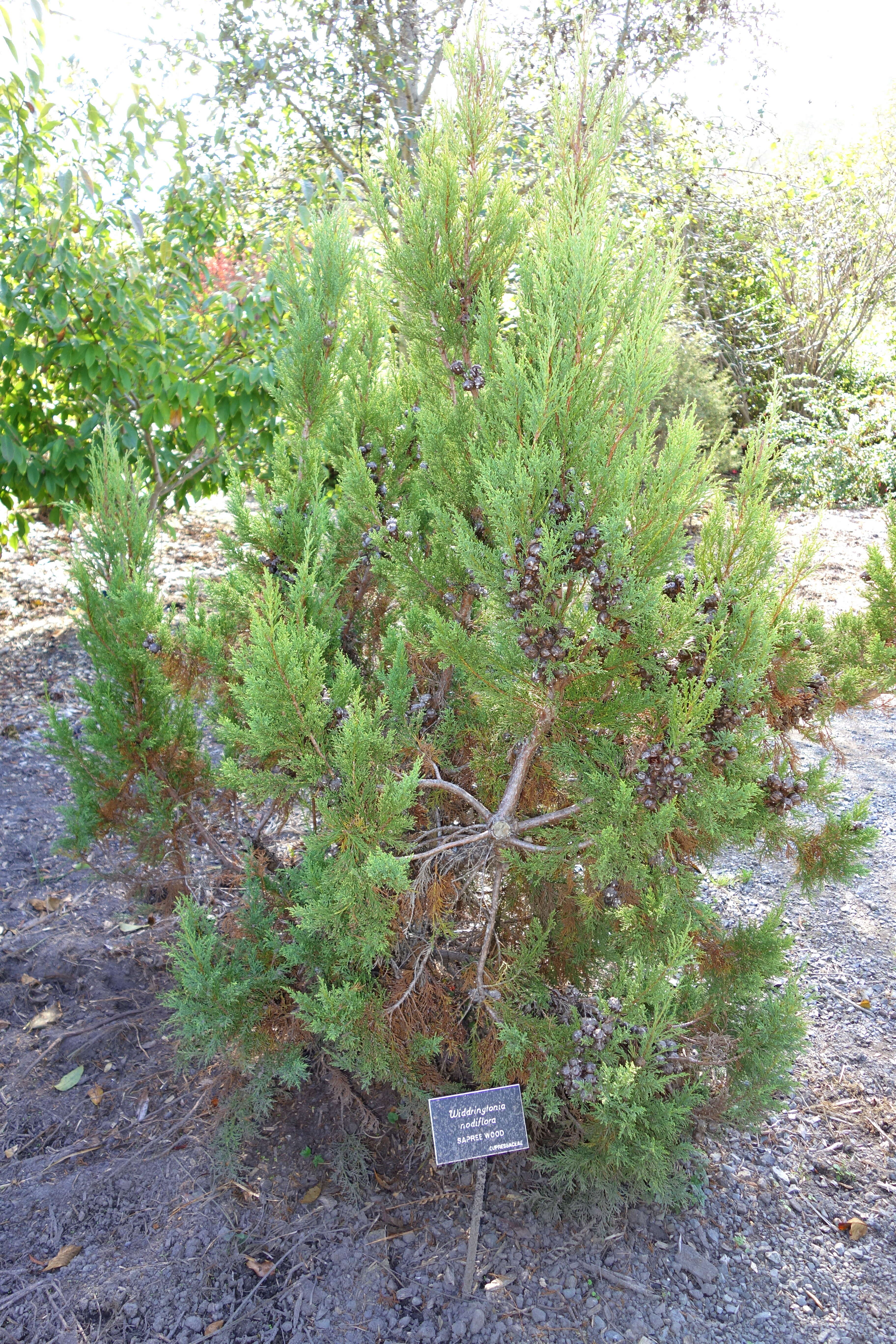 Image of Widdringtonia nodiflora