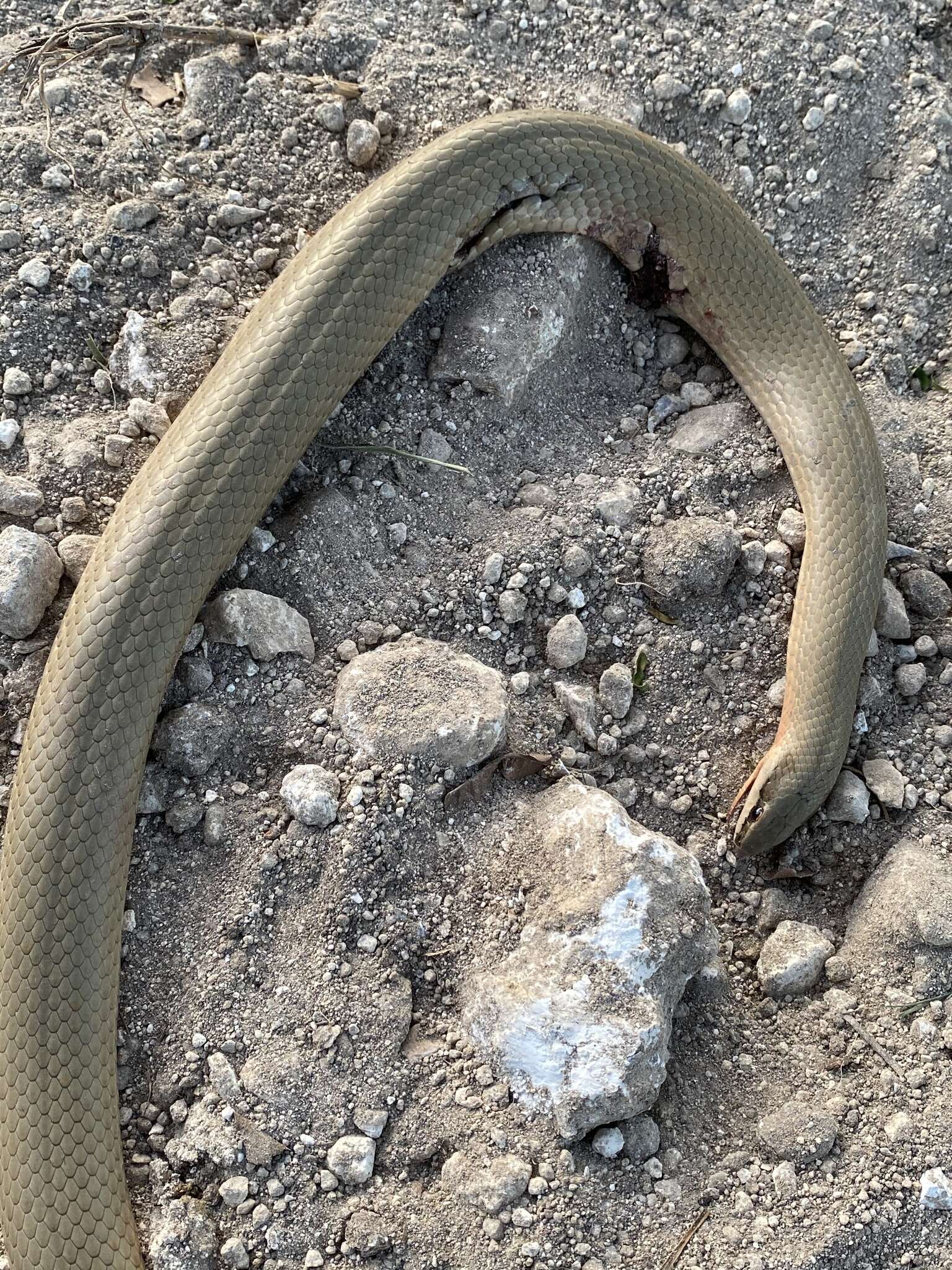 Image of Conophis lineatus concolor Cope 1867