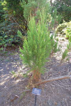 Image of Mountain cedar