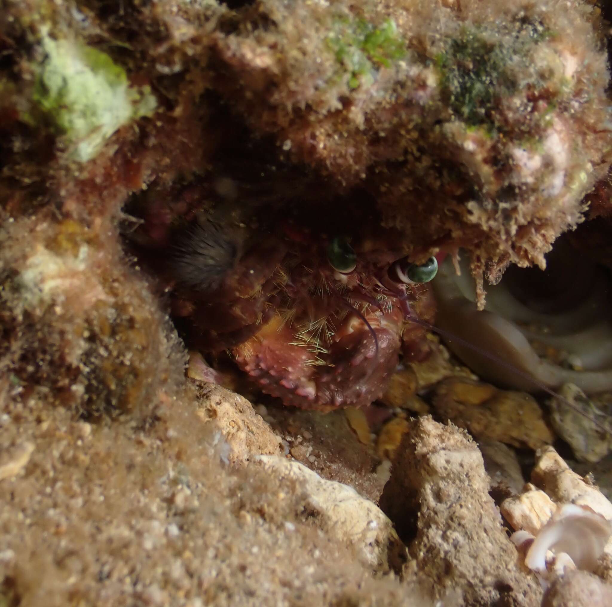 Image of jeweled anemone hermit