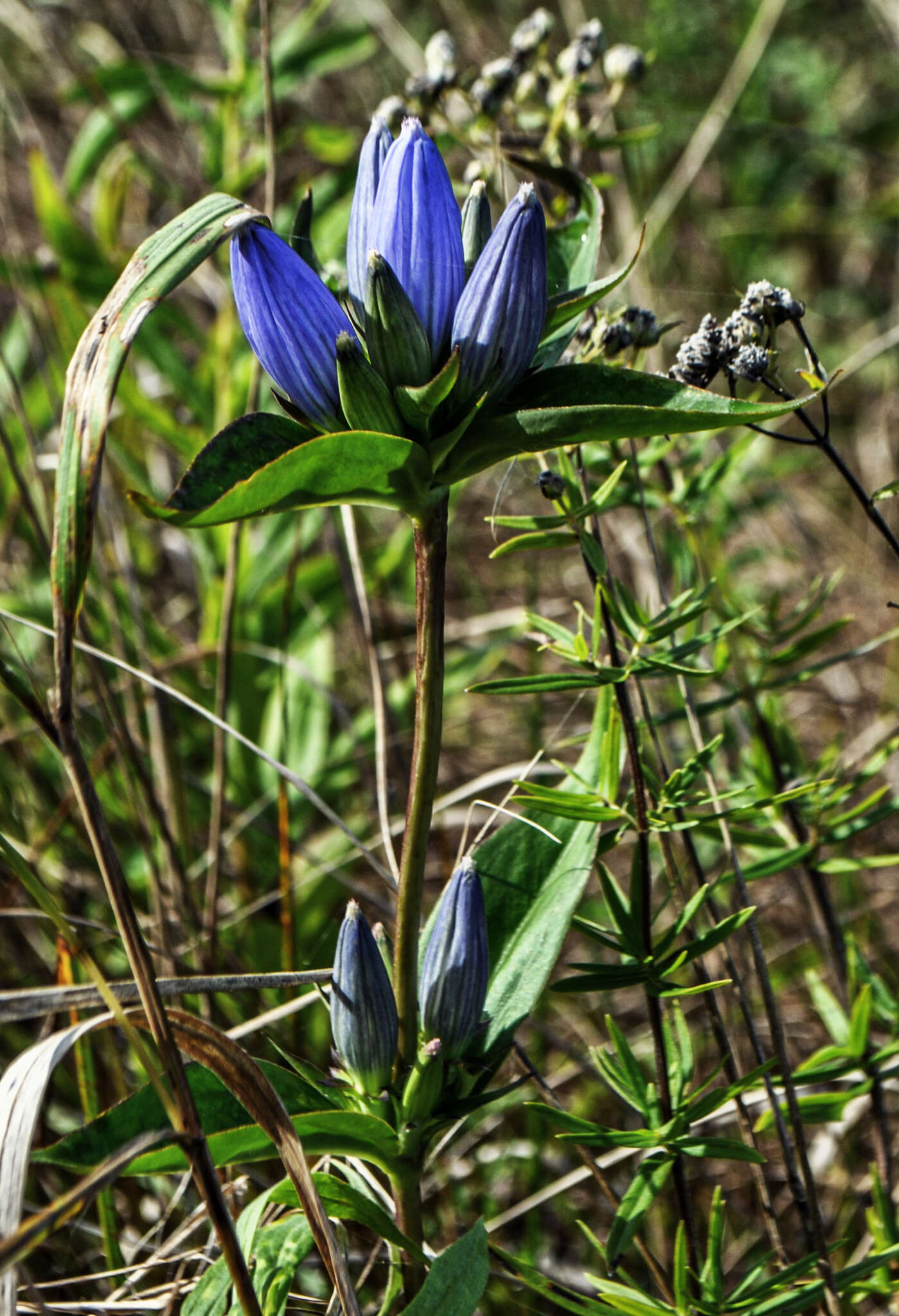 Image de Gentiana andrewsii Griseb.