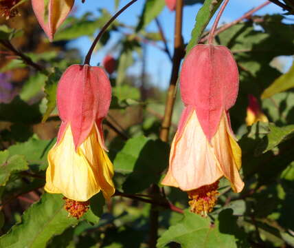 Image of trailing abutilon