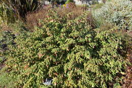 Image of trailing abutilon