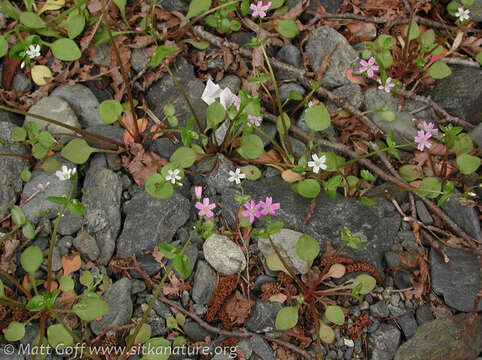 Plancia ëd Claytonia sibirica L.