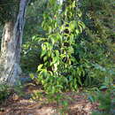 Image of Camellia taliensis (W. W. Sm.) Melch.