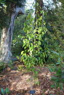 Image of Camellia taliensis (W. W. Sm.) Melch.