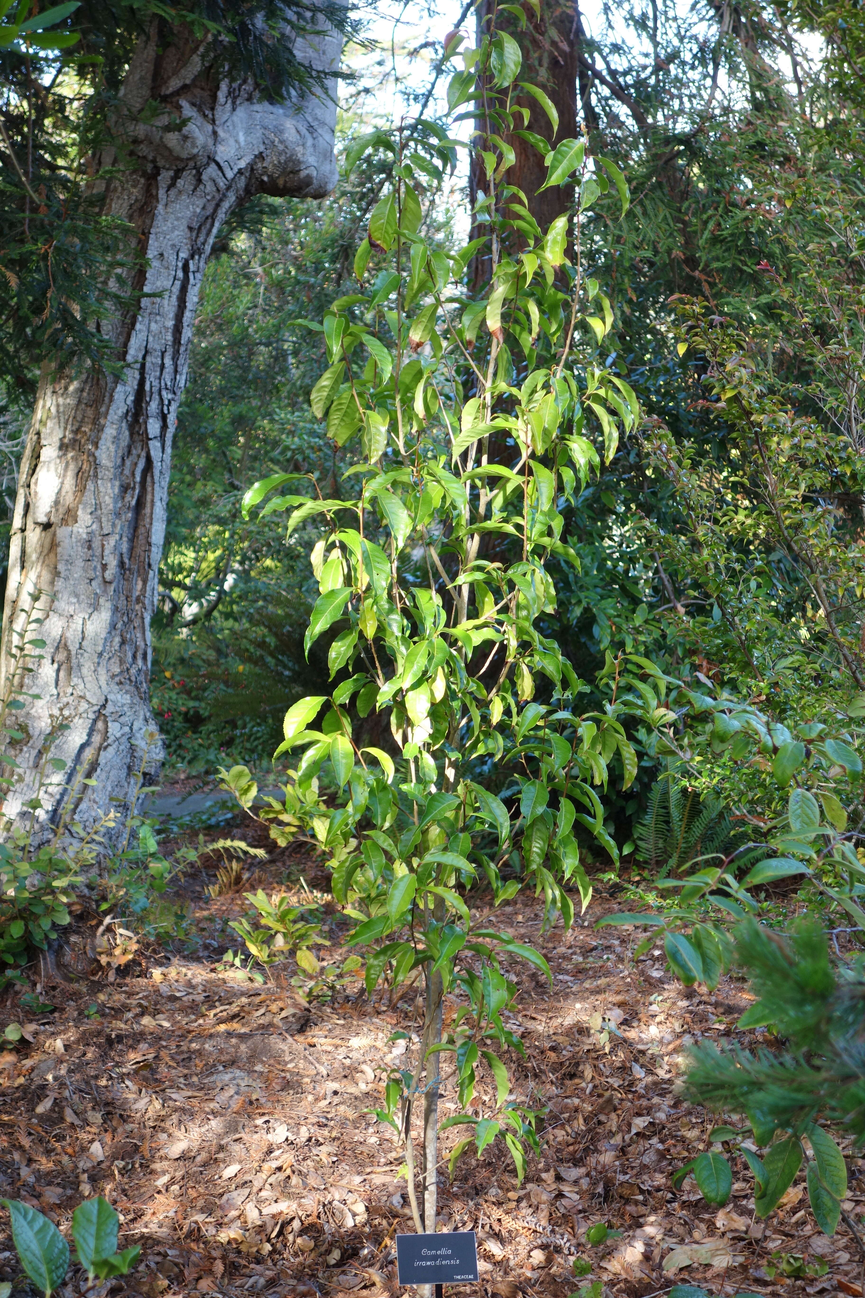 Imagem de Camellia taliensis (W. W. Sm.) Melch.