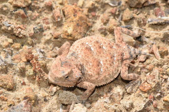 Image of Rock Horned Lizard