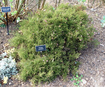 Image of Kunzea parvifolia Schau.