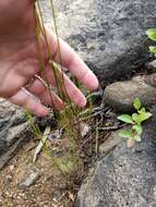 Image of Gulf River Harperella