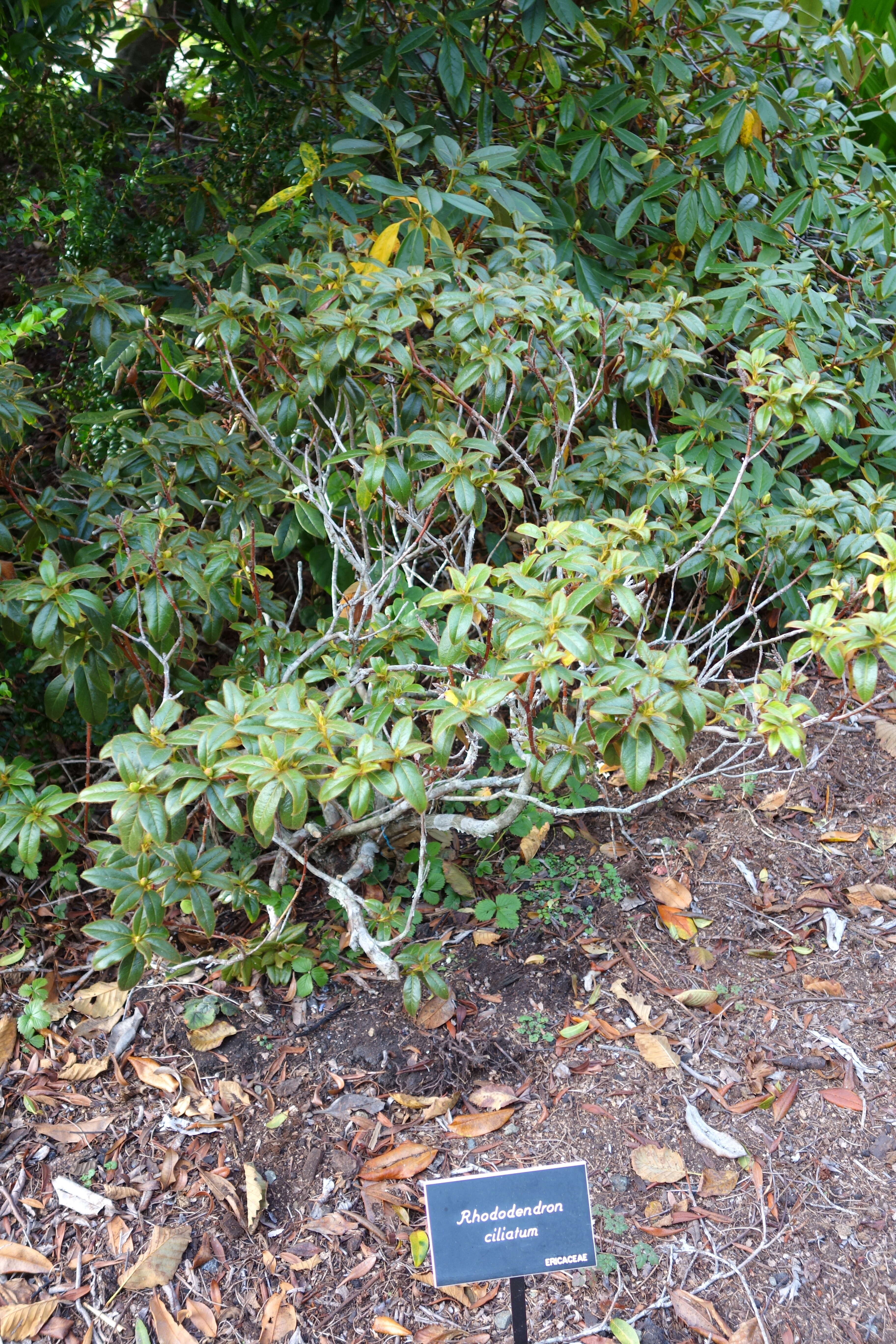 Imagem de Rhododendron ciliatum Hook. fil.