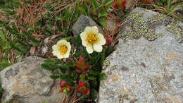 Imagem de Dryas octopetala subsp. oxyodonta (Juz.) Hult.