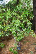 Image of Rhododendron liliiflorum Leveille