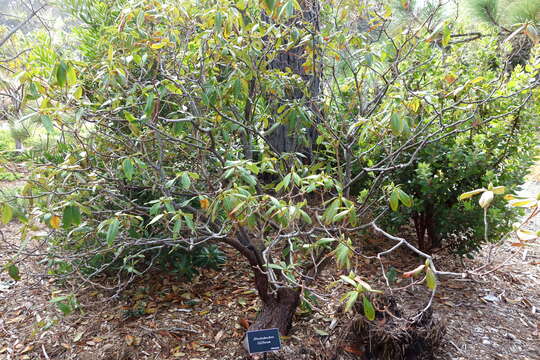 Image of Rhododendron liliiflorum Leveille