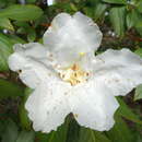 Image de Rhododendron liliiflorum Leveille