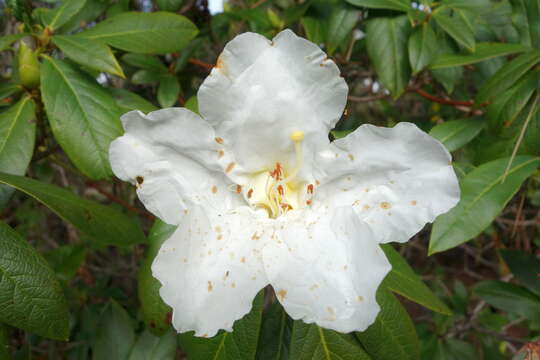 Imagem de Rhododendron liliiflorum Leveille