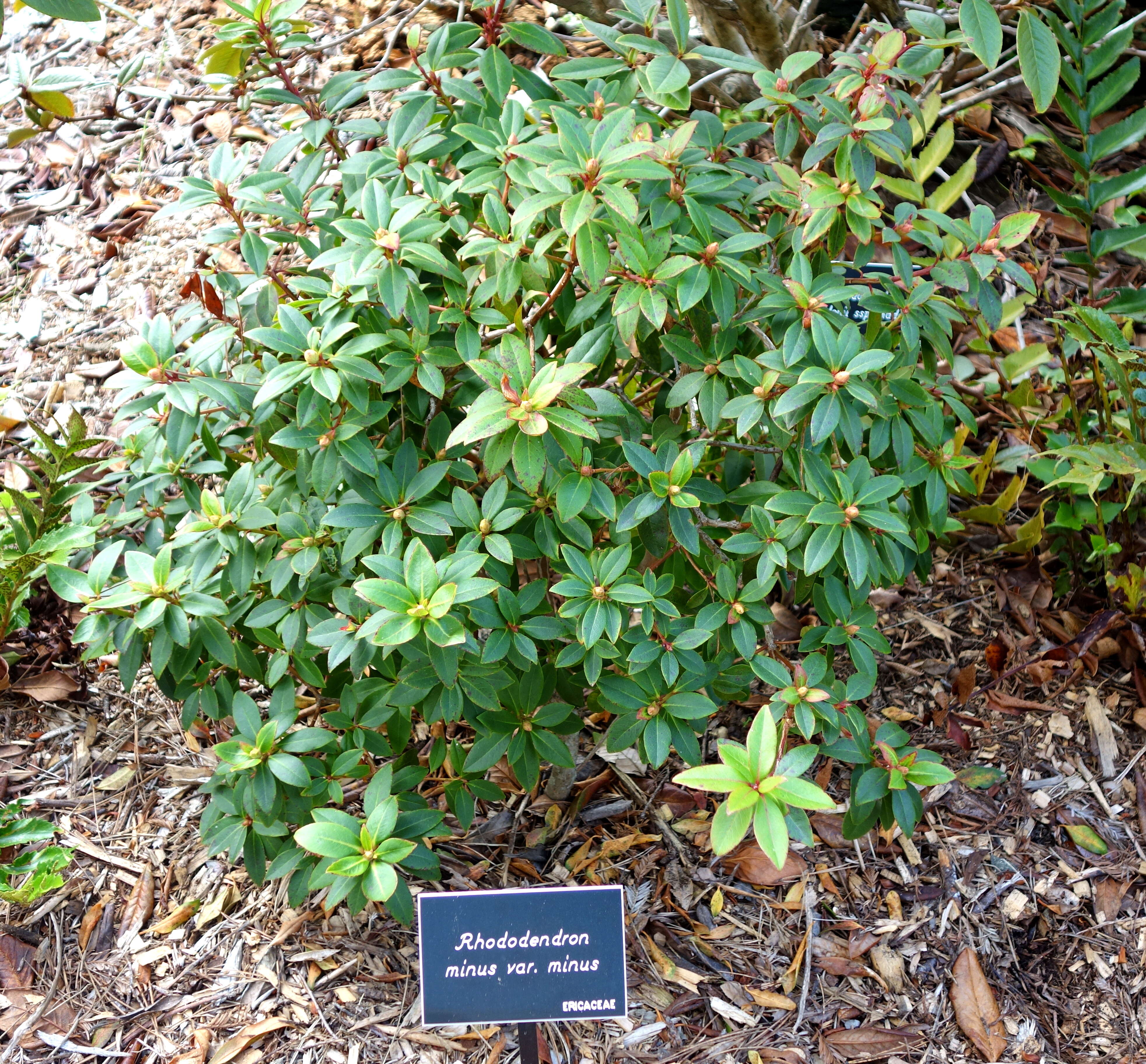 Plancia ëd Rhododendron minus Michx.